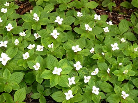 After all, different flowers require their own ideal climates to grow as beautifully and healthily as possible. Bow Narrows Camp Blog on Red Lake Ontario: This could ...