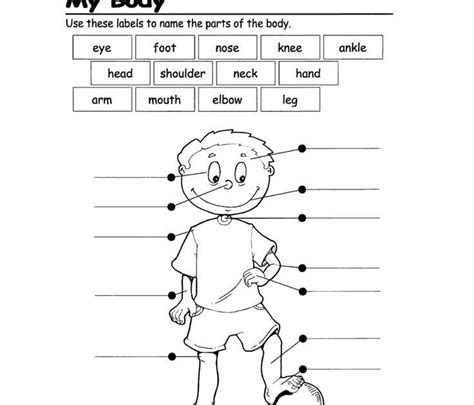 body parts worksheet  grade   body parts interactive