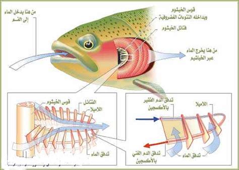 كيف تتنفس الاسماك في الماء