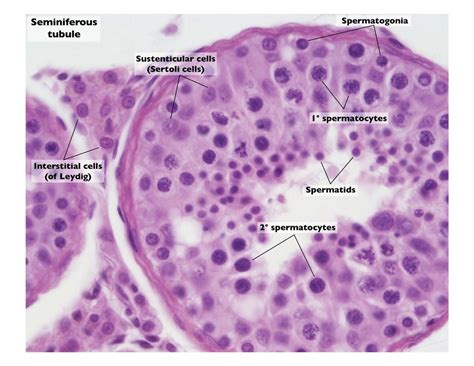 Seminiferous Tubule Histology Diagram Quizlet