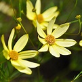 Buy Coreopsis 'Moonbeam' Online | Yellow Flowering Perennial For Sale ...