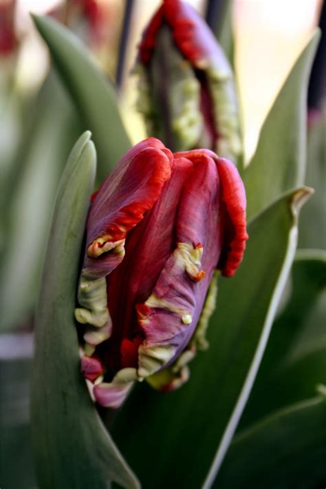 Yellow flowers planting flowers yellow tulips flowers love flowers tulips garden types of red poppies & yellow tulips,customize, flowers on window screen, wall art, indoor and outdoor decor this piece can also be customized to your liking. Rococo' parrot tulips | Parrot tulips, Tulips, Macro flower