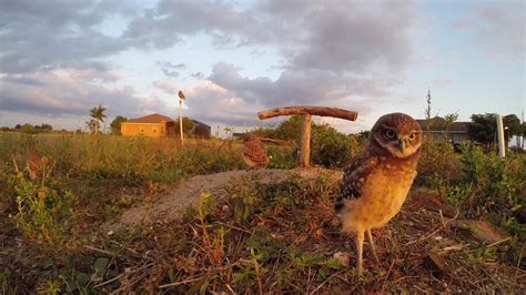 Cute Baby Burrowing Owls Youtube