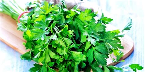 Benefits Of Parsley For The Kidneys Foods Trend