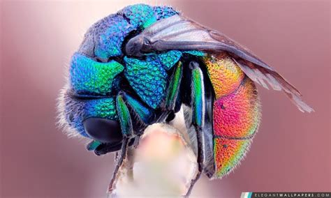 Colorful Insectes Fond Décran Hd à Télécharger Elegant Wallpapers