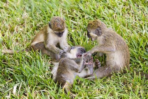 Three Little Monkeys Playing In The Grass Stock Image Image Of