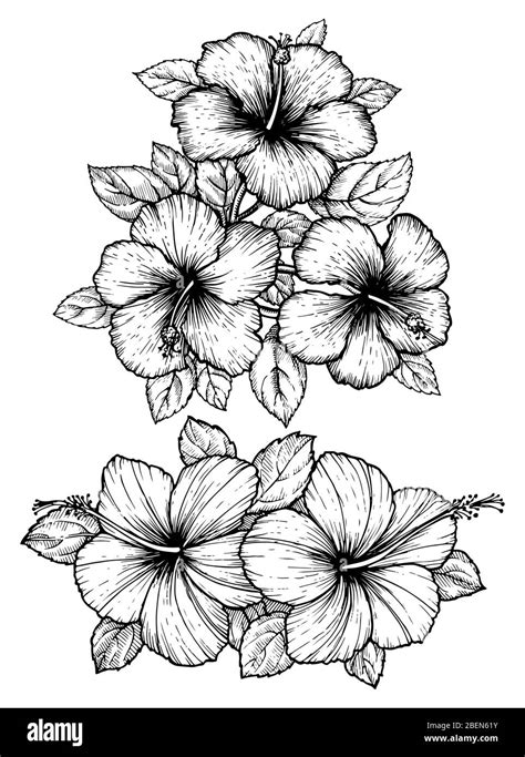 Hand Drawn Tropical Hibiscus Flower Bouquet With Leaves Sketch Florals