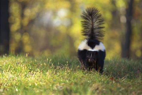 How To Get Rid Of A Skunk In Your Backyard 9 Tips