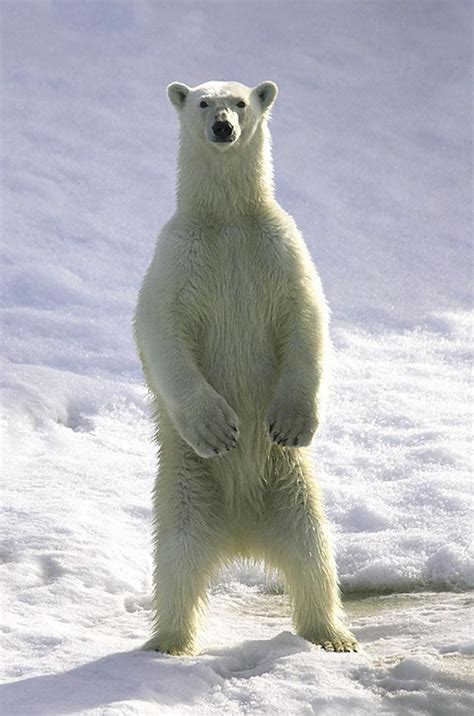 8 Reasons To Love Polar Bears