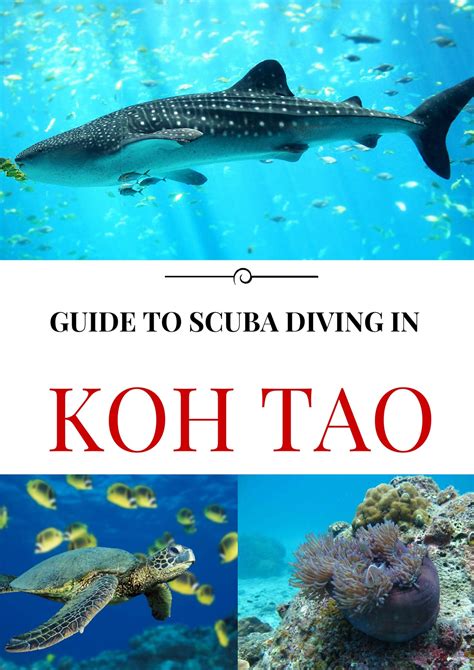 Koh Tao Diving Useful Tips To Get Your Scuba Licence Now Keep Calm