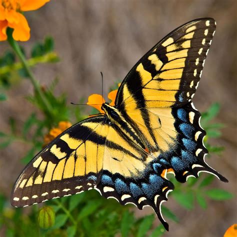 Tiger Swallowtail Butterfly By Tom Hirtreiter Butterflies In