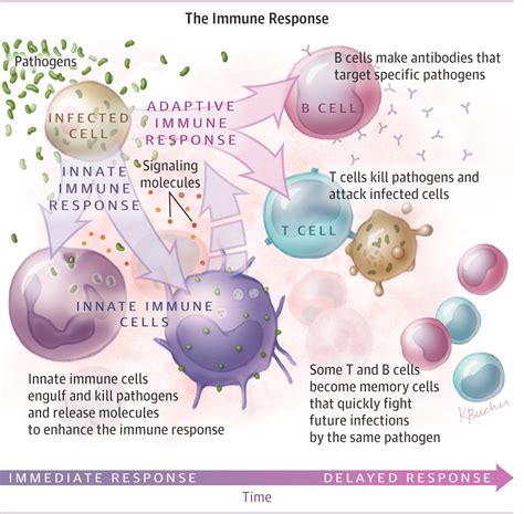 The Immune System Infectious Diseases Jama Jama Network