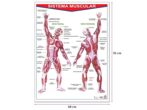 Póster Sistema Muscular Educatodo