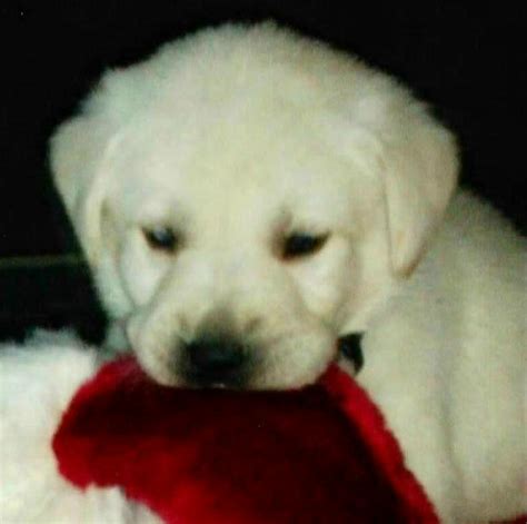 Check out this cutie and many more at riverside puppies ohio. LABRADOR PUPPIES AKC STUD SERVICE FOR SALE ADOPTION from Norco California Riverside @ Adpost.com ...