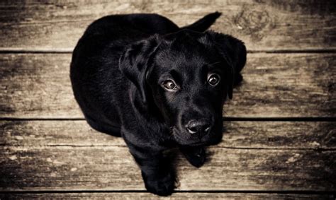 Olijfolie Voor Honden 6 Feiten Effektri