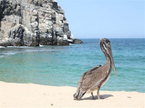 Loreto Bay National Marine Park Parque Bahia Natural Reserve