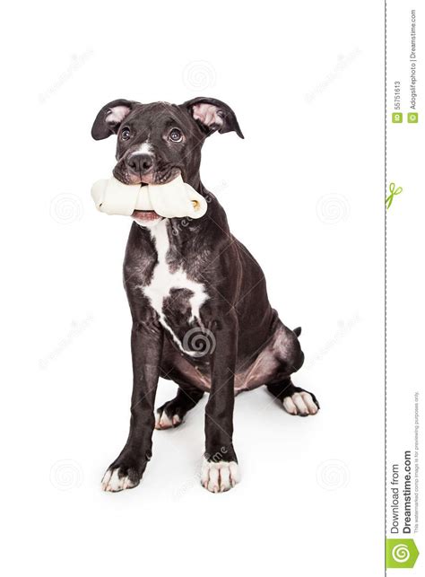 Cute Puppy Holding Bone In Mouth Stock Image Image Of High Mammal