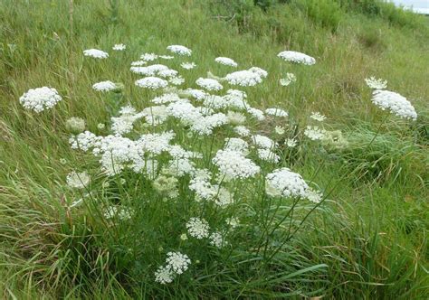 July Weed Of The Month Wild Carrot Neighbors