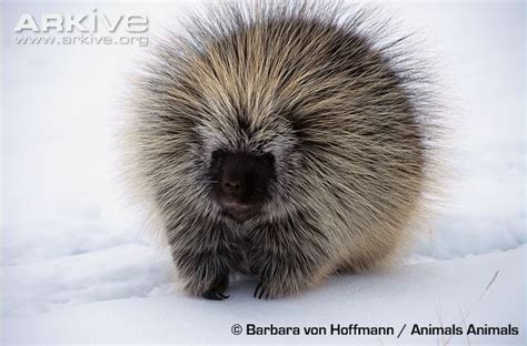 North American Porcupine In The Snow