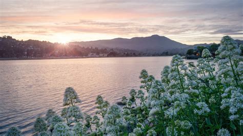 View Of White Lake And White Flowers With Background Of Mountain And