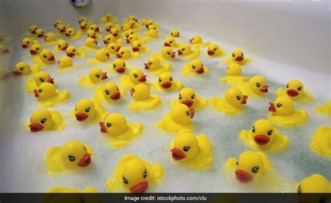 Ugly Ducklings Should Rubber Ducks Be Banned From The Bath