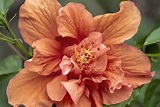 Rosa de sarón: significado de la mítica flor y cuidados | Bioguia