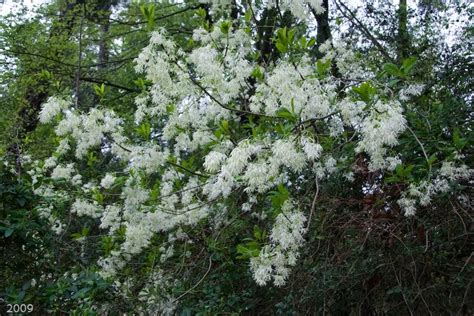 The Woodlands Texas Trees Many White Blooms Many Species