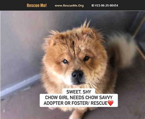 Adopt 23062500454 ~ Chow Chow Rescue ~ Bonita Ca