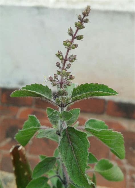 Tulsi Plant Top View Ayurvedic Medicine Herb Stock Image Image Of