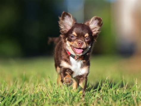 It's packed with healthy bison protein, wholesome sources of fat, and a ton of superfoods. Best Dog Food for Chihuahuas - 2020 Top Rated Chihuahua ...