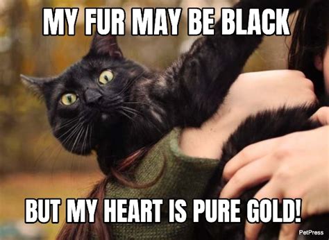 My Heart Is Pure Gold Black Cat Meme Petpress