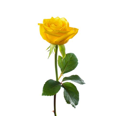 Single Beautiful Yellow Rose Nizninski Hypnotherapy
