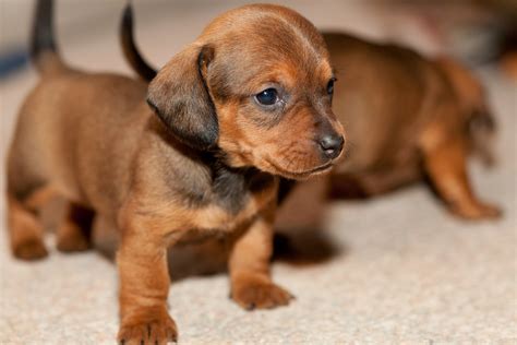 69 Dachshund Kennels Pic Bleumoonproductions
