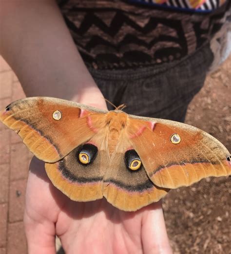 Polyphemus Moth Moth Insects Butterfly