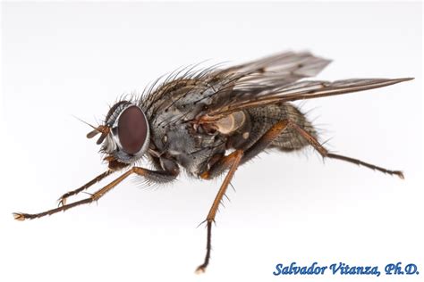 Diptera Muscidae House Flies And Kin Male I Urban Programs El