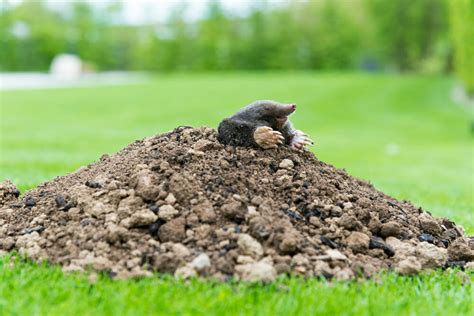 How To Get Rid Of Moles In Your Yard Or Garden
