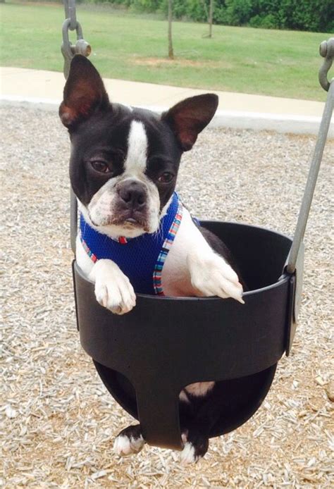 14 Signs You Are A Crazy Boston Terrier Person