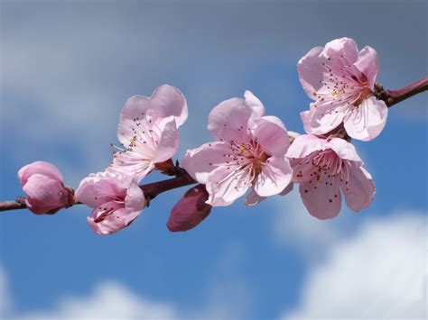 무료 이미지 분기 과일 꽃잎 식품 봄 생기게 하다 담홍색 플로라 벚꽃 꽃들 닫다 과수 매크로 사진 꽃