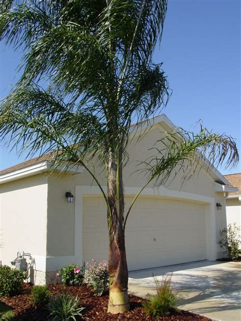 Queen Palm Trees For Sale Very Hot Log Book Photographs