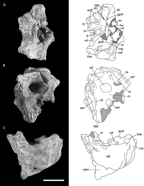 Isolated Right Petrosal Bone Anwcp31 Referred To The Genus