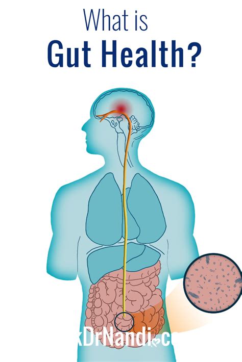 What Is Gut Health Ask Dr Nandi Official Site Gut Health
