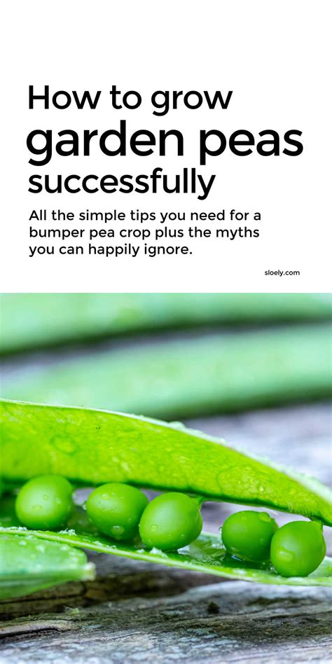 Learn How To Grow Peas Successfully In Your Vegetable Garden With These