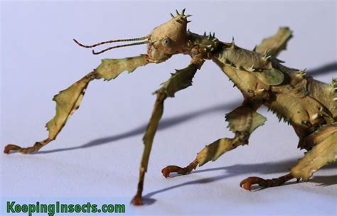 Giant Prickly Stick Insect Extatosoma Tiaratum Keeping Insects