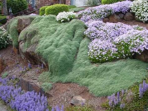 Groundcover Wooly Thyme On Steep Slope I Like How It