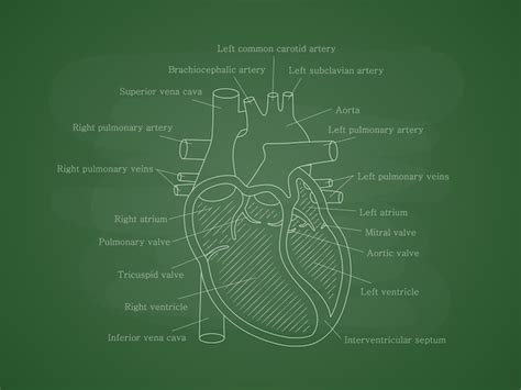 Sistema Cardíaco Humano Con Descripciones En La Junta Escolar Diagrama