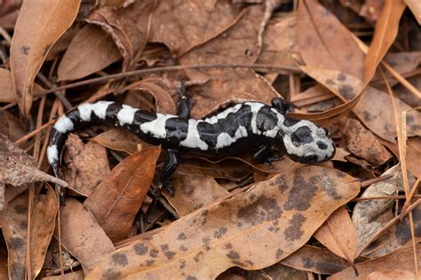 Marbled Salamander South Carolina Partners In Amphibian And Reptile