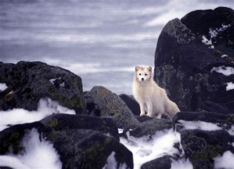 Filewhite Arctic Fox Animal Wikimedia Commons