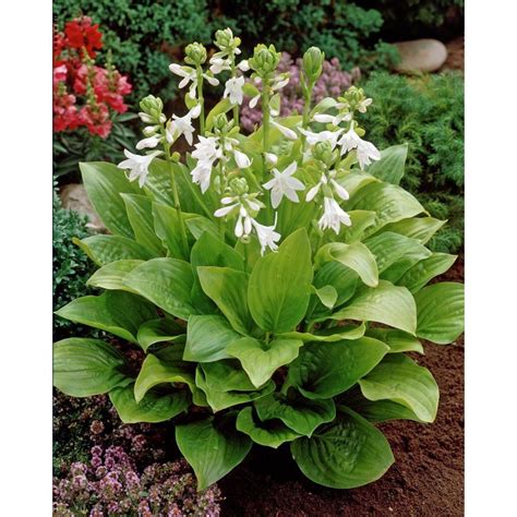 Hosta Hybrid Royal Standard Plantain Lily In 2020 Plantain Lily