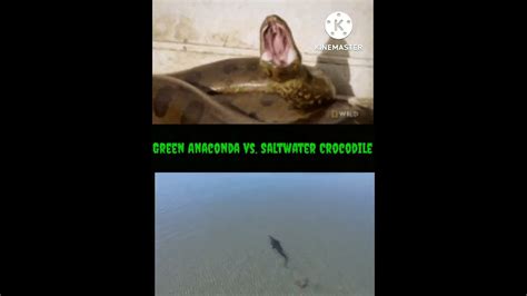 Anaconda Vs Crocodile Comparison Green Anaconda Vs Saltwater