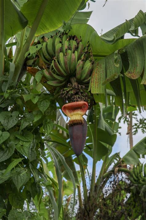 Cluster Of Future Fruits Of A Banana During Flowering In Jatiluw Stock